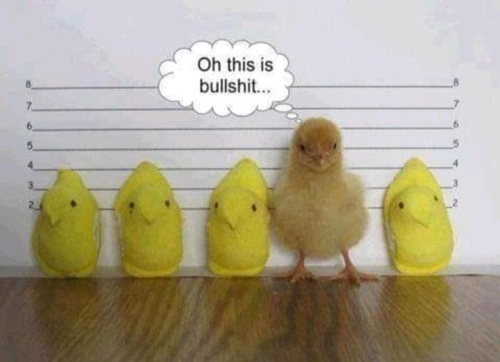 chicks.jpg
