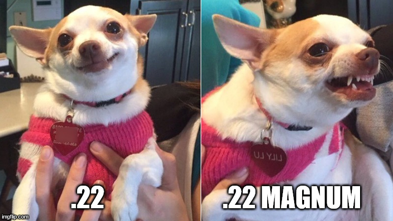 chihuahua.jpg
