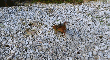 chipmunk.gif