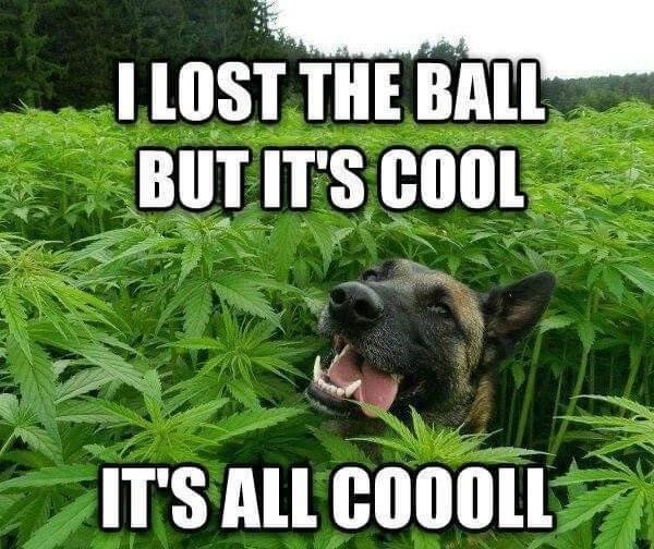 cool dog.jpg