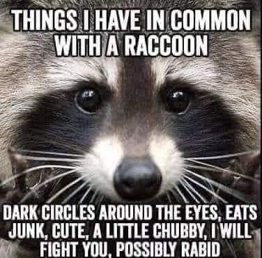 coon.jpeg