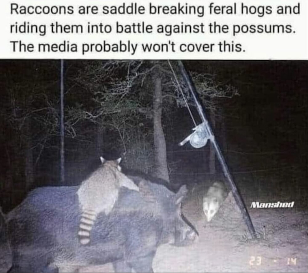 coons.jpg