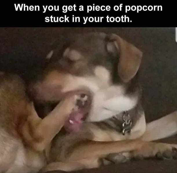 corn.jpg