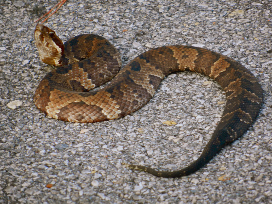 cottonmouth.jpg