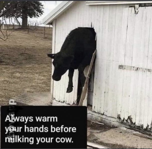 cow.jpeg
