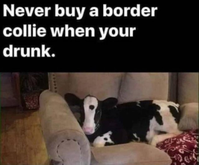 cow.jpg