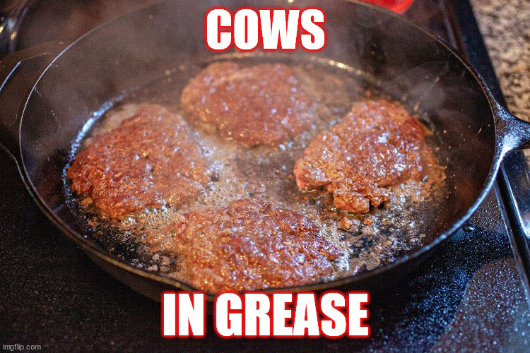 cows.jpg