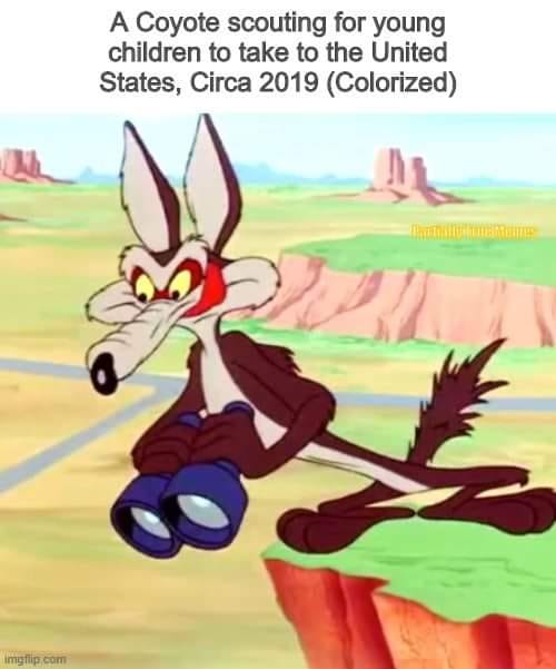 coyota.jpg