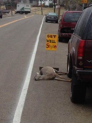 dead deer.jpg