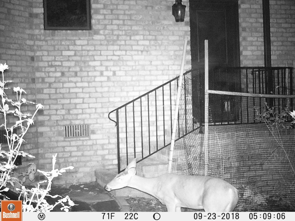 Deer behind house.JPG