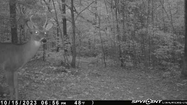 deer cam.jpg