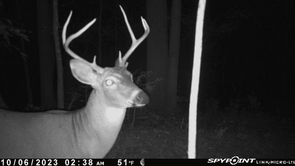 deer cam2.jpg