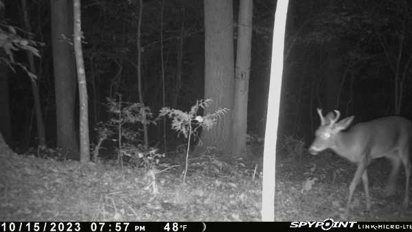 deer cam3.jpg