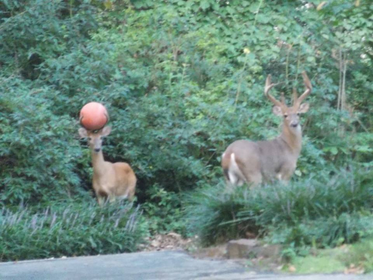 deerball.jpg