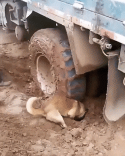 digger.gif