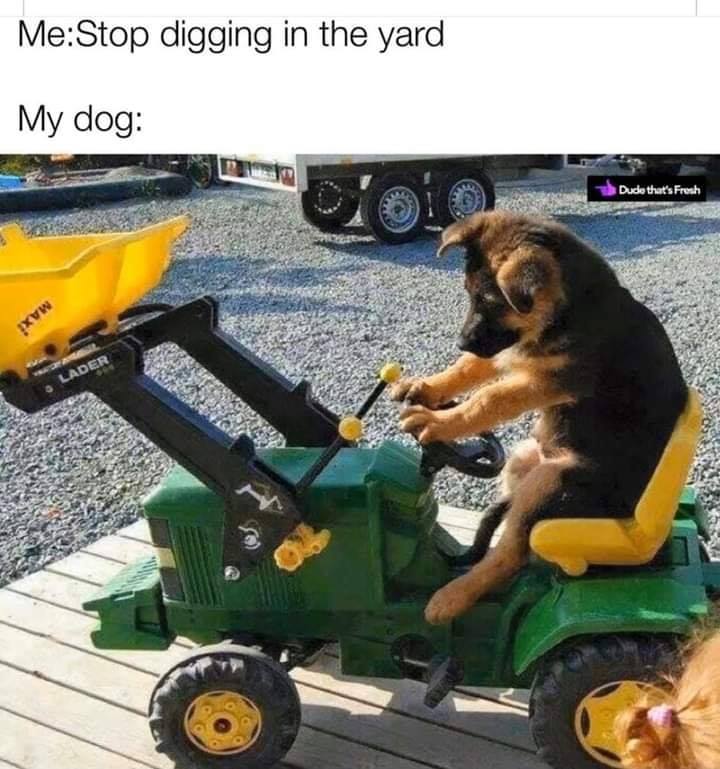 digging shepherd.jpg