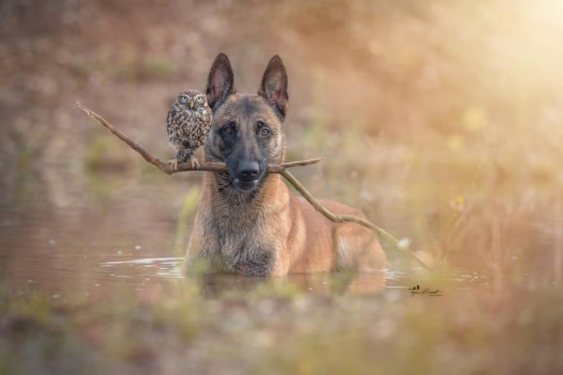 dog and owl.png