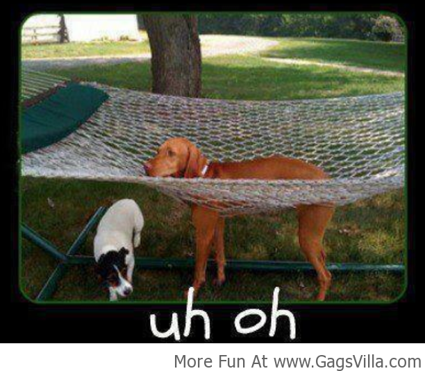 dog hammock.png