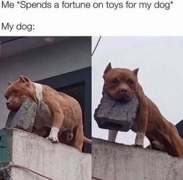 dog.jpg