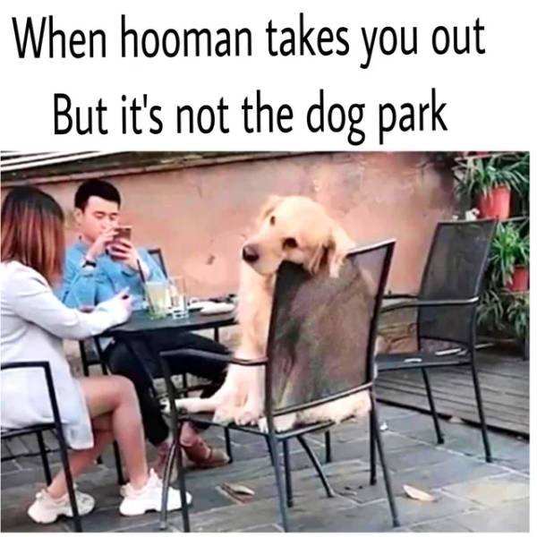 dog park.jpg