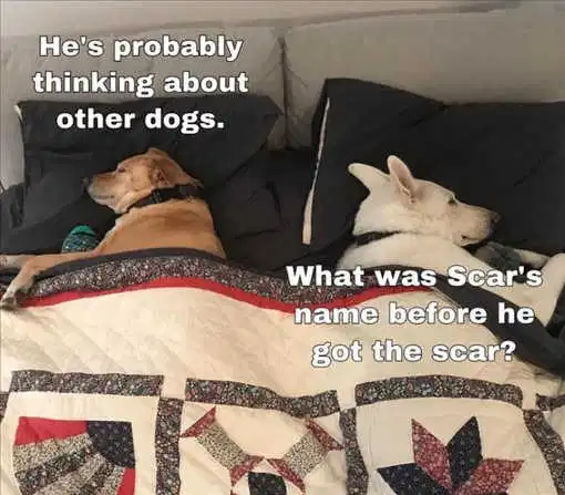 dog.png