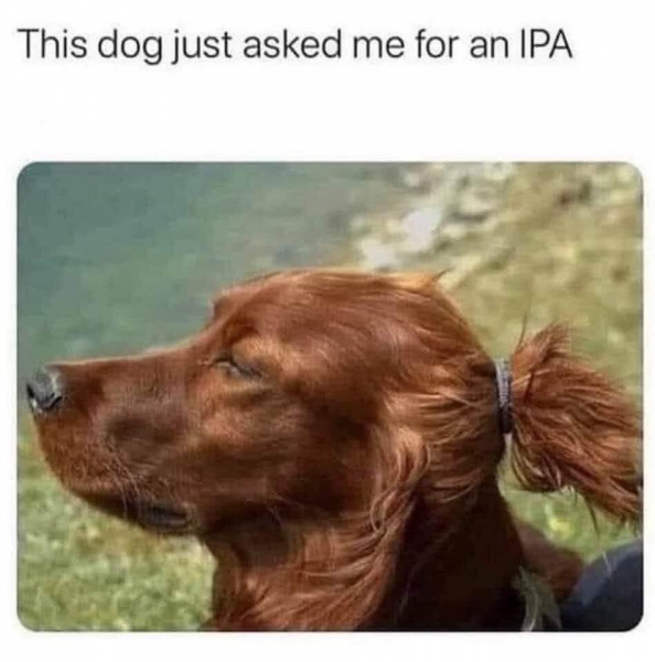 dog.png