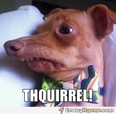 dog-saying-squirrel-funny-pic.jpg