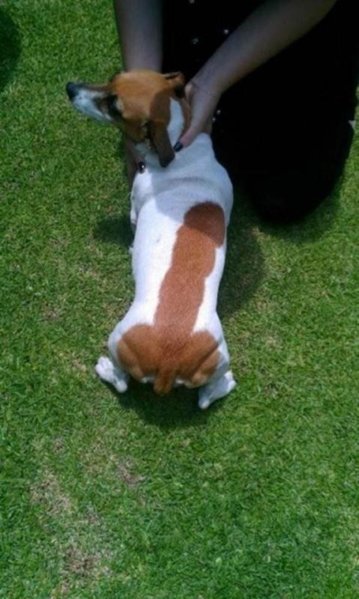 dogdick.jpg