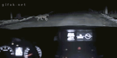 dogjack.gif