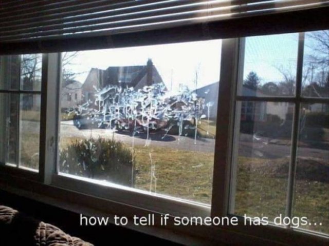 dogs.jpg