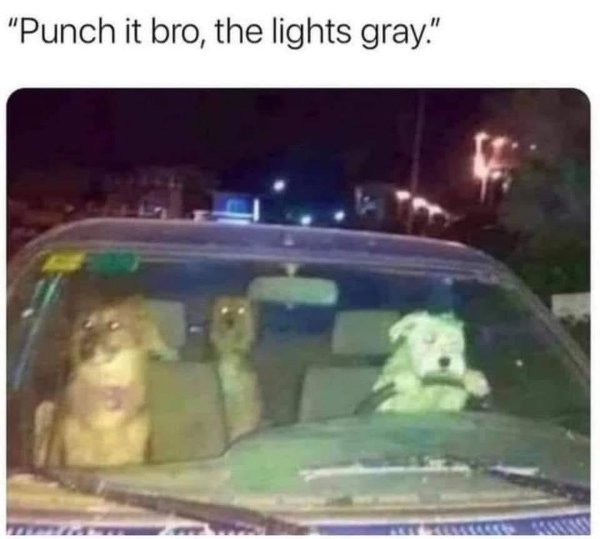 dogs.jpg