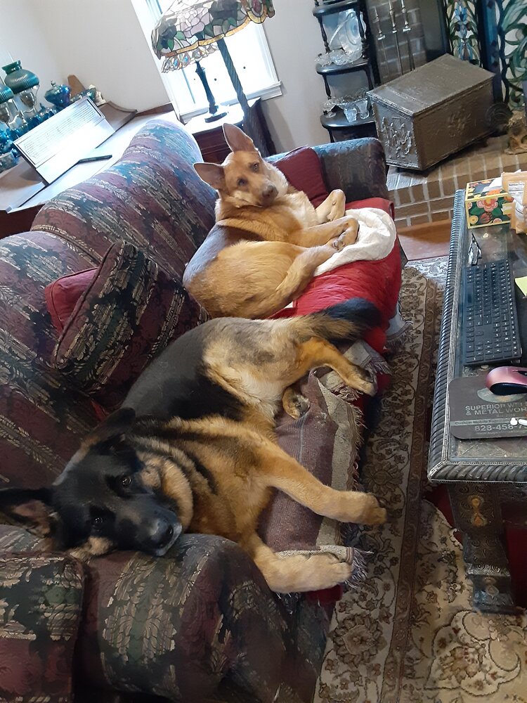 dogs.jpg
