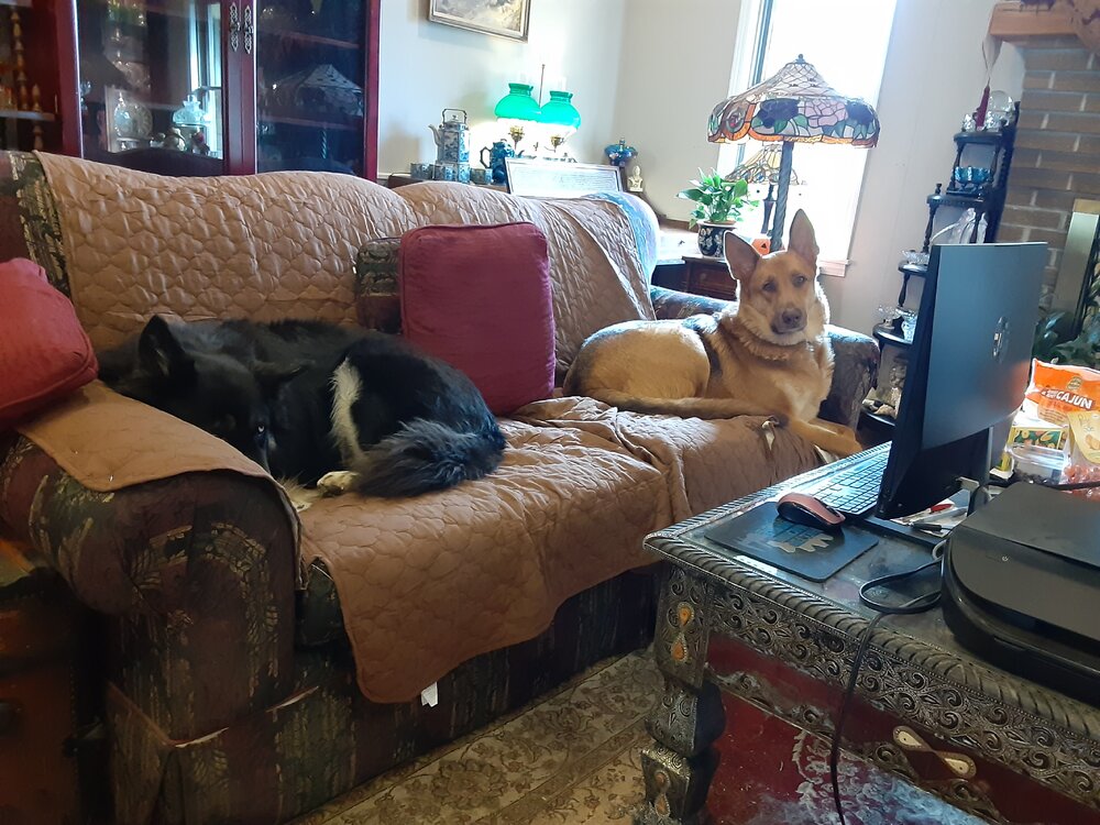 dogs on couch.jpg