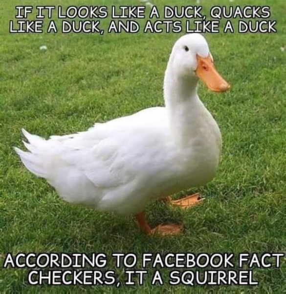 duck.png