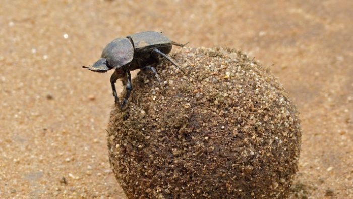 dung-beetle.jpg