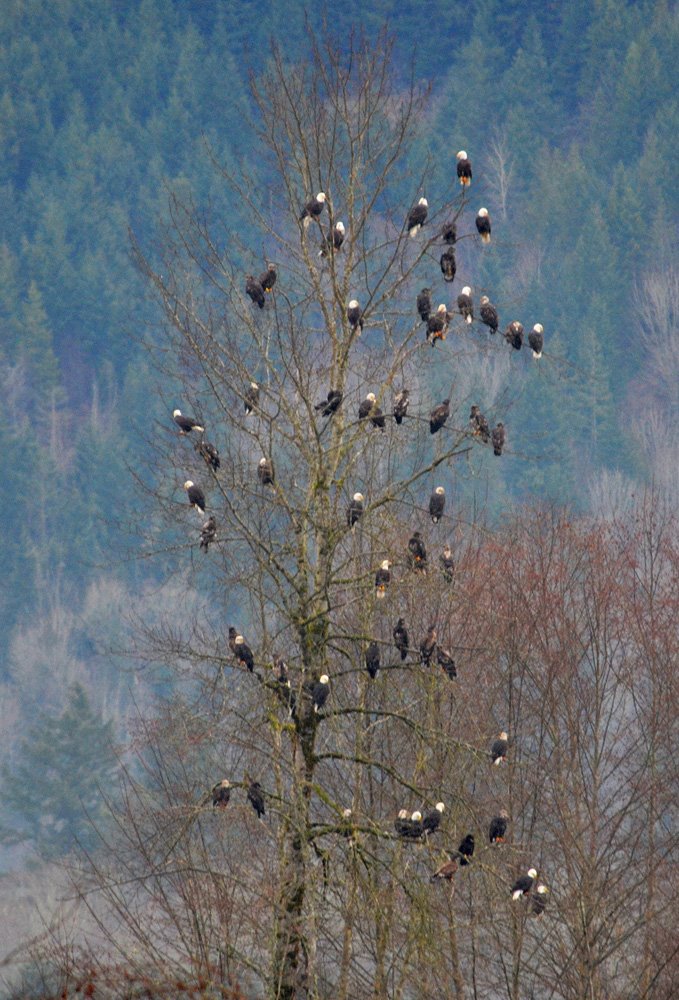 eagle-tree3.jpg