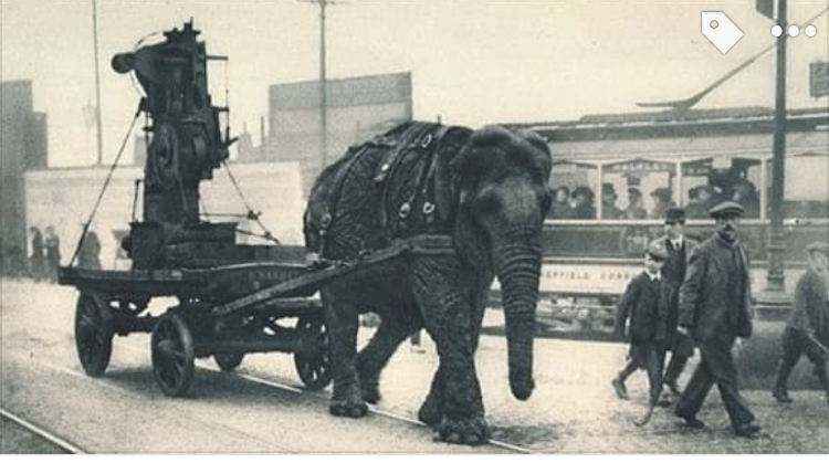 elephant.jpeg