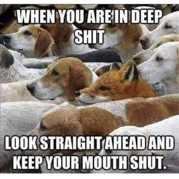 fox.png