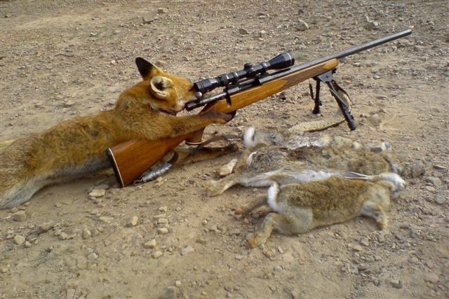 fox shot.jpg