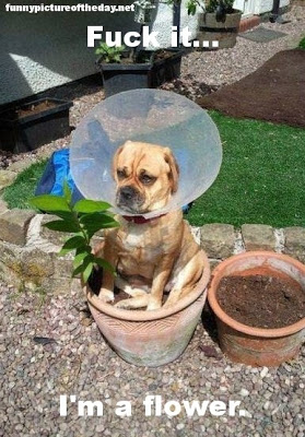 Fuck-It-Im-A-Flower-Funny-Dog-In-Yard.jpeg