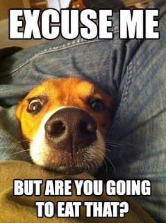 funny-dog-caption-4.jpeg