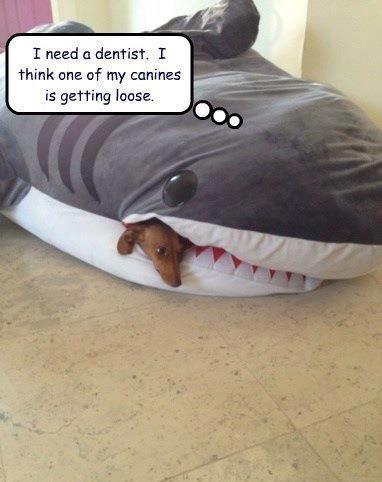 funny-shark-canine.jpeg