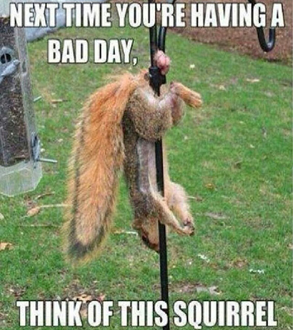 Funny-Squirrels-with-Caption-28.jpg