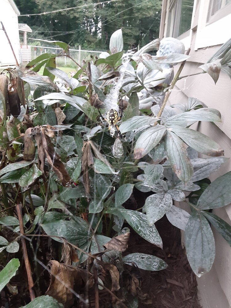 garden spider.jpg