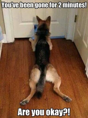 german shep.jpg