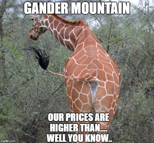 giraffe.jpg