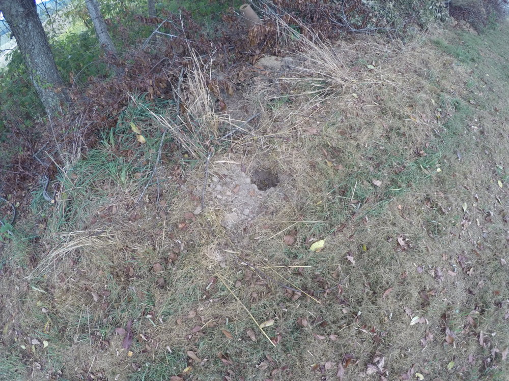 What animal would dig up a yellow jackets nest? NC4x4