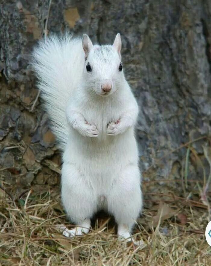 Gorgeous white squirrel.jpeg