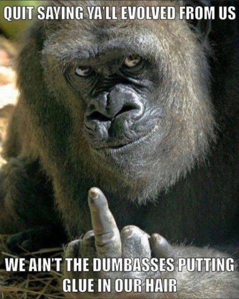gorilla.jpeg