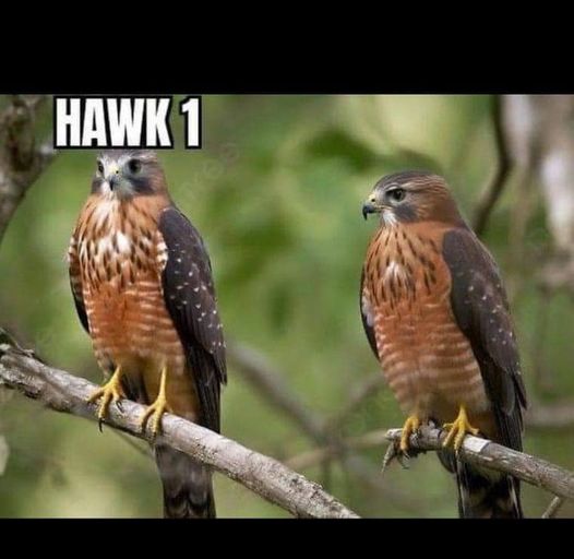 hawk.jpeg